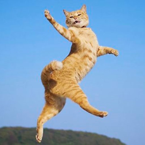 Dancing Cats